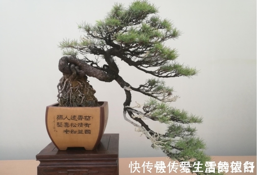 中国|6种高端松树盆景,日本品种占一半,最后1个却是中国一级保护植物