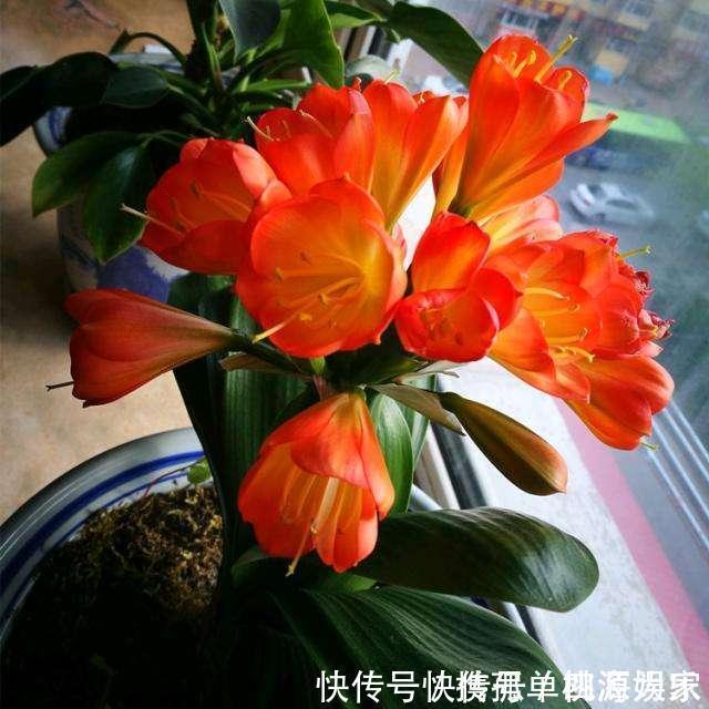 叶片|君子兰,不长叶子,不开花用上1个狠招,俩月花箭窜出来