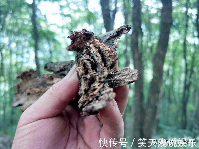 比松树皮更好的兰花植料，生根快、发芽壮，更适合兰菌滋生