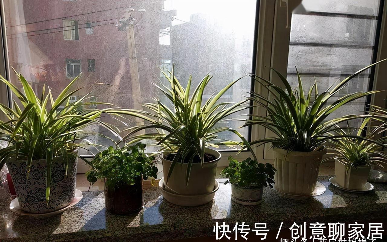 蝴蝶兰|北阳台能养出漂亮的花来吗?建议养这几种花,好养易活开花漂亮