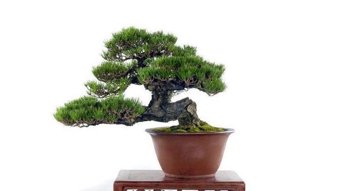 黑松盆景用什么土养好，黑松盆景怎么养好