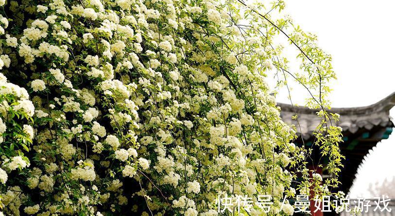 有院子就养木香花吧！繁殖能力超强，开花美又多、香味浓