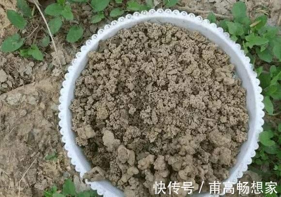 雨过天晴,拿着铲子去路边,挖点“蚯蚓土”回家晒一晒,用来养花