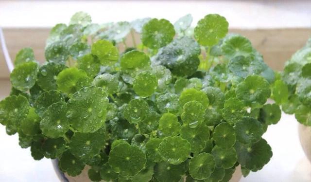 常容易|这4种盆栽,简单漂亮好养活,新手也可从1棵养到10棵,阳台放不下