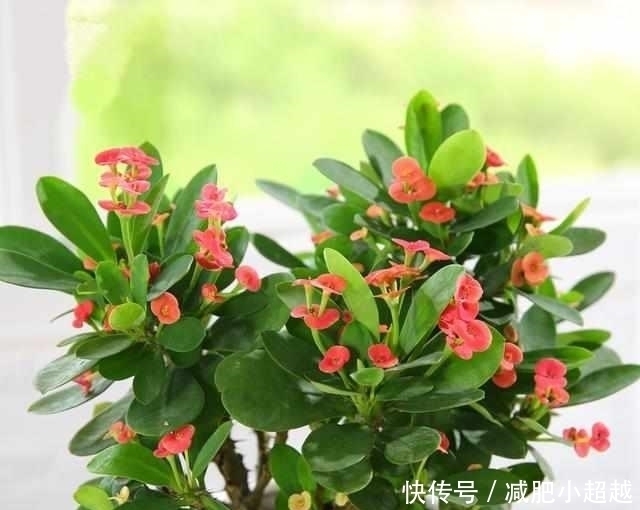 康乃馨|最适合夏天养的6种花卉，晒不死还越开越旺