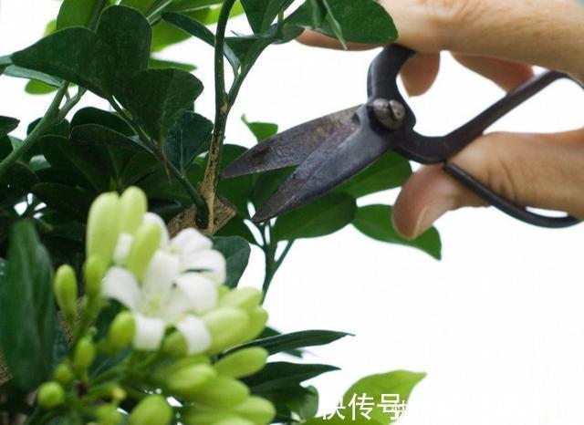 花王|秋天买茉莉,枝头满花苞3点谨慎,别手欠,开成“爆花王”