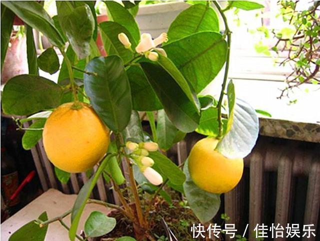 柠檬树|3种“香香树”,剪个枝丫,插土里,15天生根,开花满屋香