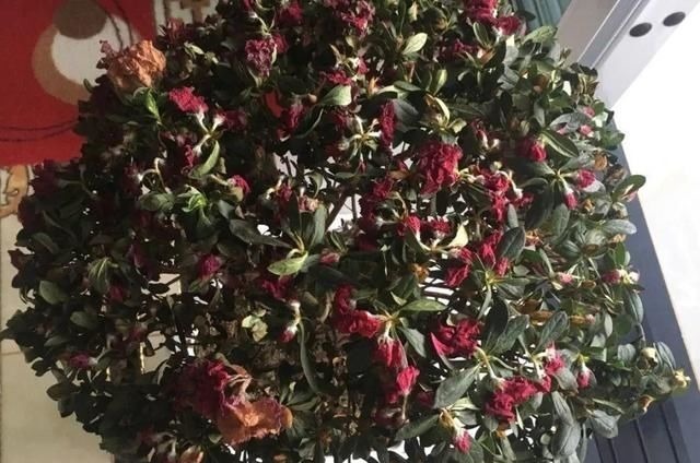 6种花一天不浇水,叶子就耷拉,缺水3天就死翘