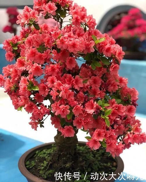 家里有这10种花，多修剪少浇水，能养成高价盆景