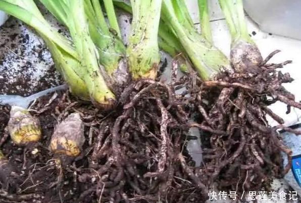 给花草换盆怕入坑掌握6处正确做法,再不用烦恼伤亡问题