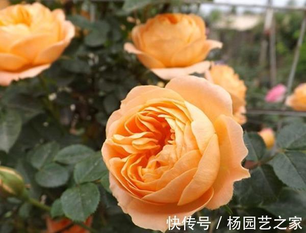 甜梦|养花，植株低矮，分枝多，花开满枝头，漂亮又好养