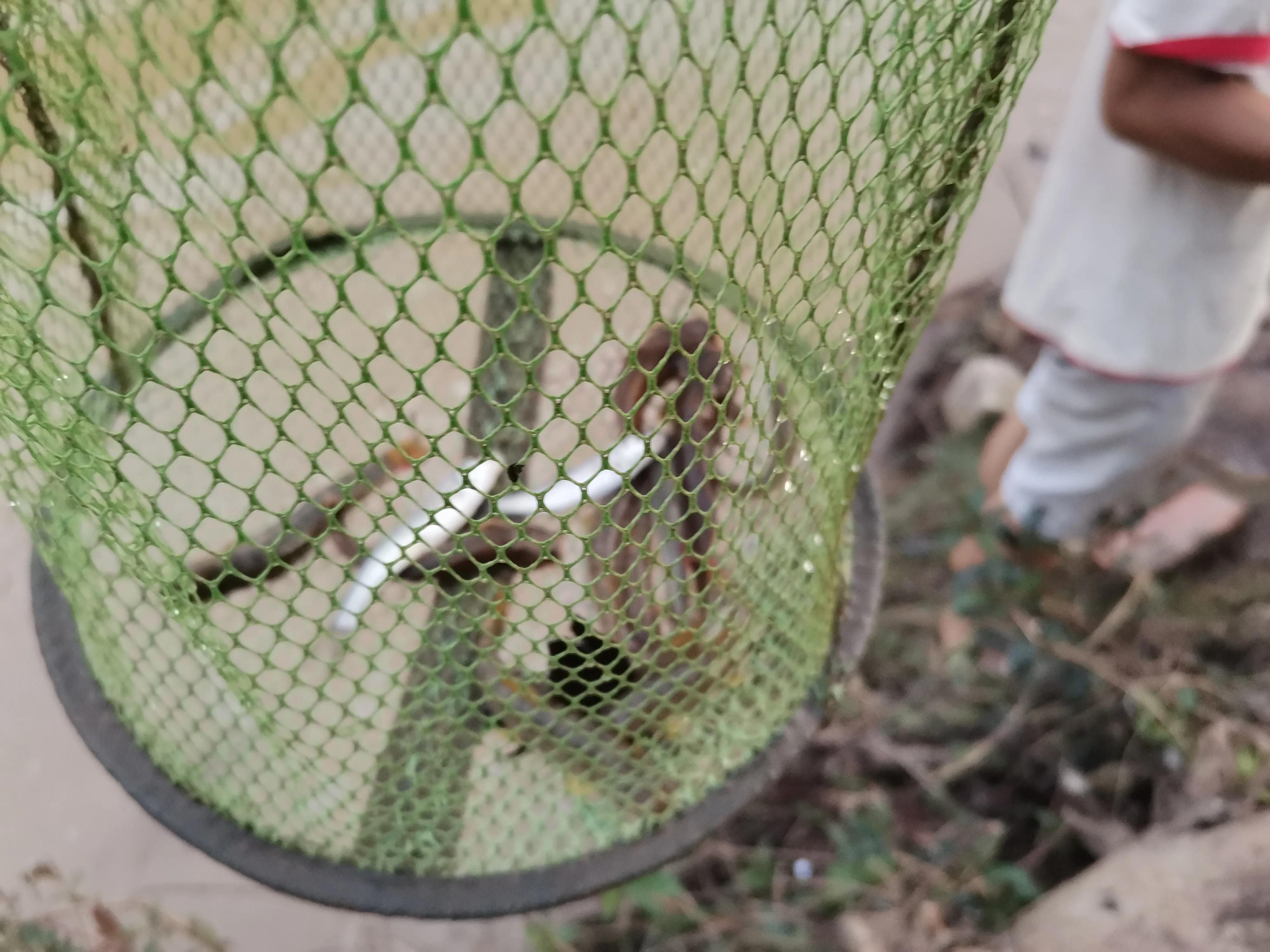 野河休闲野钓,这种鱼像黄辣丁但又不是,相信很多钓友都没见过