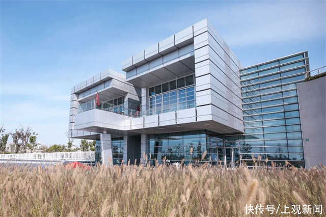 湿地|看，崇明来了只“小花狮”