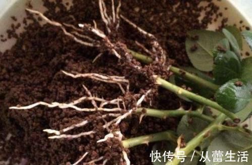 别再看不上塑料瓶，学会这些妙招，它堪当“养花神器”