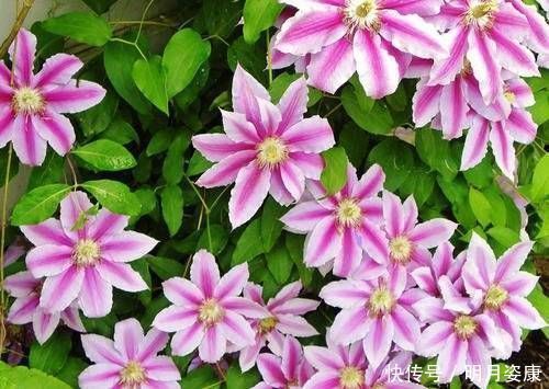 藤本|有个小阳台不要错过4种花,春天猛长新叶和花苞,邻居看了都羡慕