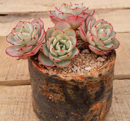 常见的景天科石莲花属多肉品种 图鉴赏析及养护方法 快资讯 常见的景天科石莲花属多肉品种 图鉴赏析及养护方法 快资讯