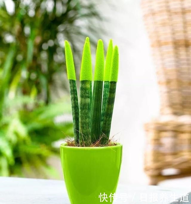 虎皮兰养成室内盆栽对人们的8大好处，你家里养了几盆！