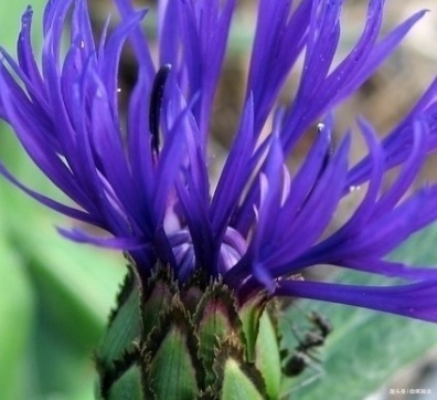 此花宛如美丽的小女孩，被德国尊为国花，象征着美好的幸福