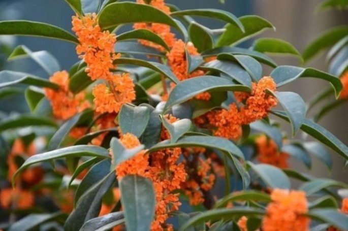 养桂花,就施“1种肥”,不仅“现在”开花多,来年花更多!