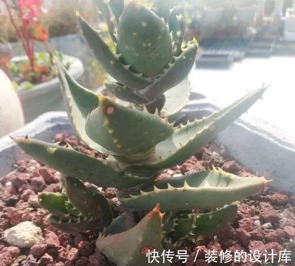 芦荟|8种花像“老母猪”,种一棵,生一窝,多得没地方养