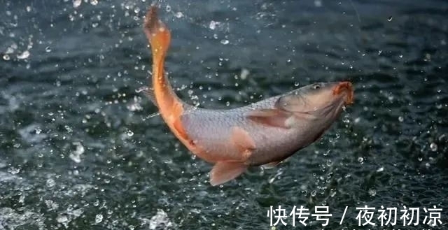 冬季|冬季正是钓鲤鱼旺季!只要掌握技巧,平时见不到的大鲤鱼频繁咬钩