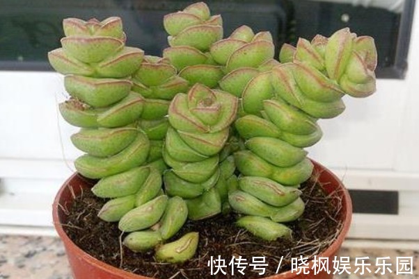 “4种花”象征着招财、旺家,寓意好又好养,招财进宝、富贵吉祥
