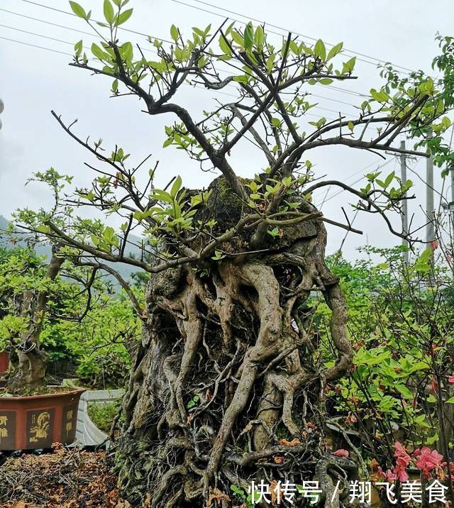盆景大咖说玩盆景少不了玩根,那么盆景桩头的根系造型有哪些