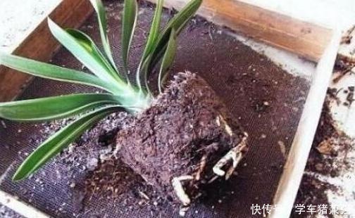 植株|入秋如何给君子兰强根偷学3点技巧,换盆后蹭蹭窜新叶!