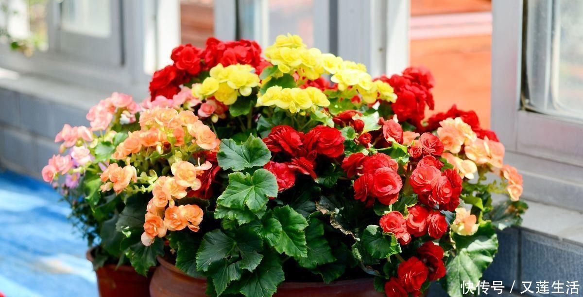 这3种花碰上雨天要搬回家，一淋雨就烂根，再次复花不容易