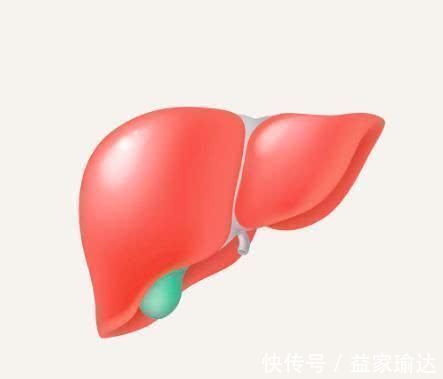 金银花|肝脏毒素的“克星”来了,轮流吃一周,肝脏不“藏”毒,肝火消