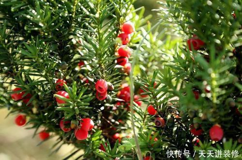 3种盆栽花卉,好养又大气,家里养一盆,旺财也镇宅!