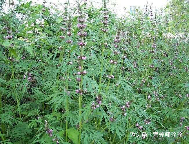 野草|有“妇女之友”的益母草开花了，赶紧采点晒一晒，网上卖20元一斤