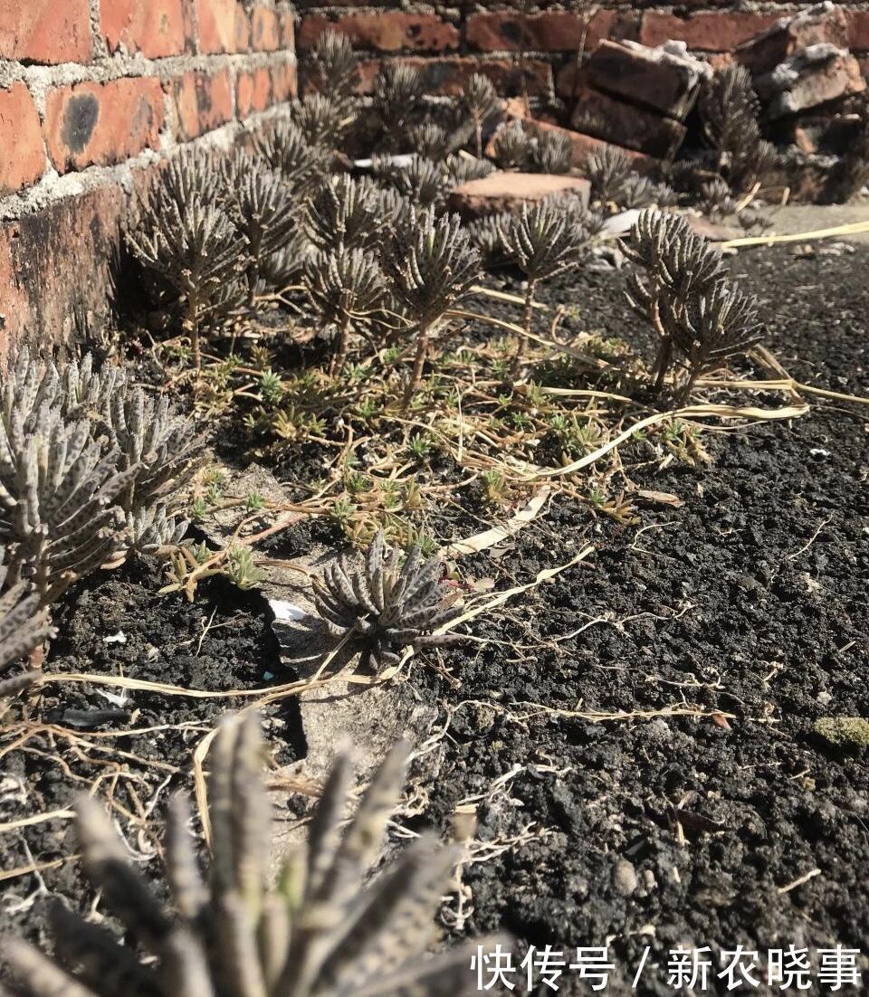 在农村“墙角”长着1堆多肉，冬天冻不死、夏天晒不死，简直开挂