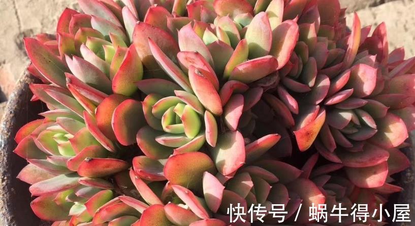 皮实|多肉中的“普货”马库斯，好养又漂亮，于新人而言却是“精品”