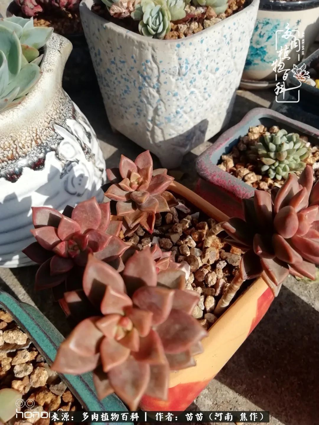 迷上多肉后,有一种喜欢叫一日看三回!