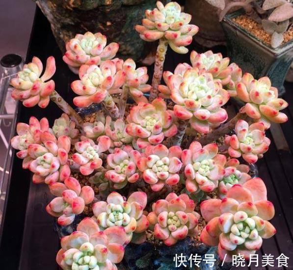 软萌可爱|自带香味的多肉劳尔,12月经常做4件事,软萌可爱美极了