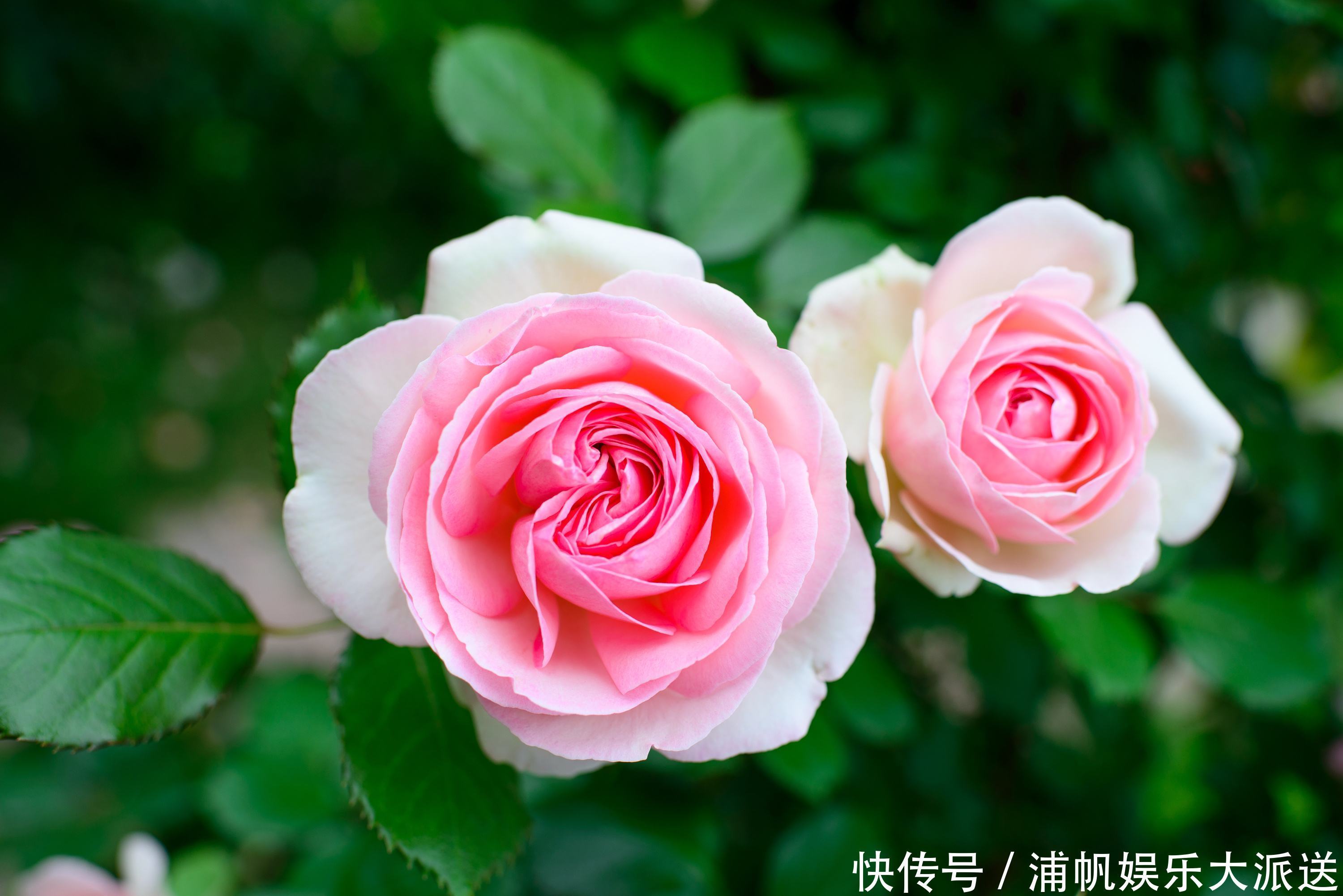 此花是花丛中妖娆起舞的仙女,绚丽缤纷唯美优雅,让人深深着迷!