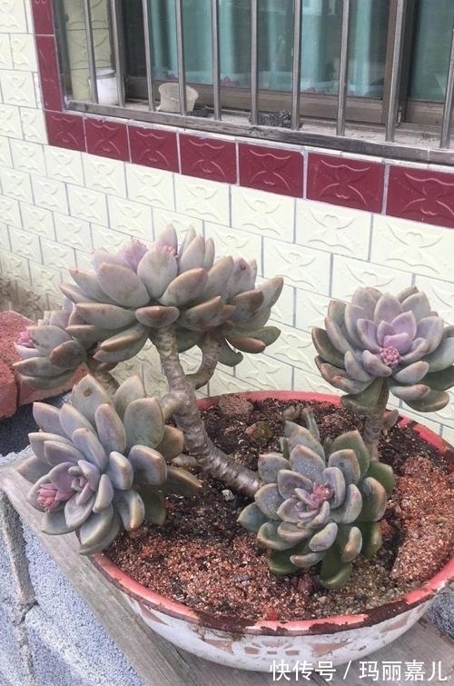 农村不要的老物件，用来养花美极了，造型雅致别有一番风味！