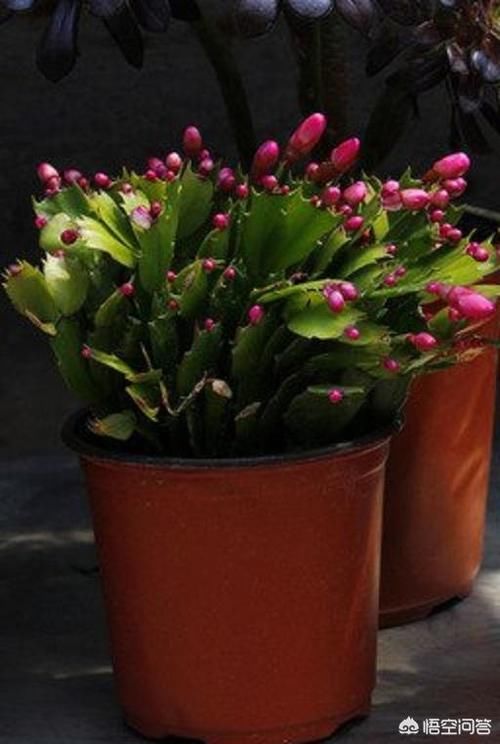 蟹爪兰打蔫怎么养？