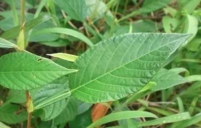 叶子像葫芦，果实似荷兰豆，晒干是药，为上好的凉茶，你可能见过