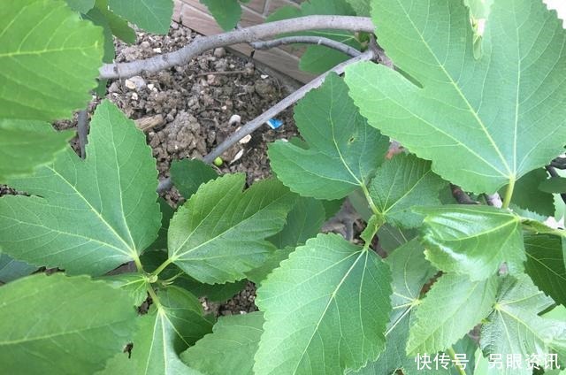 无花果快挂果了，有“2件事”别忘做，果子不止多一倍，甜度高