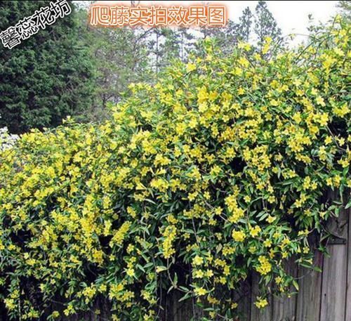 家里养花选它，比茉莉漂亮，比香水还香，是阳台盆栽佳品