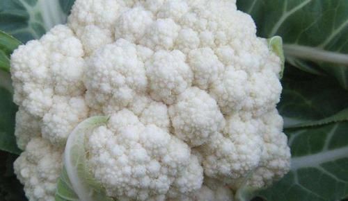 常吃|血管不好的人,常吃7种能“过滤血液”食物,毒素或许悄悄溜走了