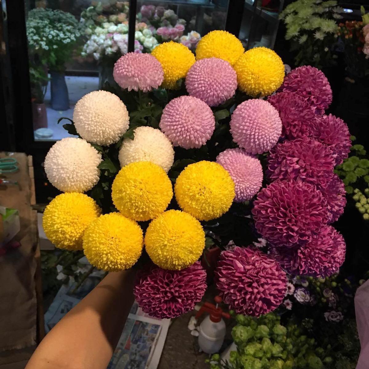 养菊花学会一招，让它什么开花就什么时候开花！