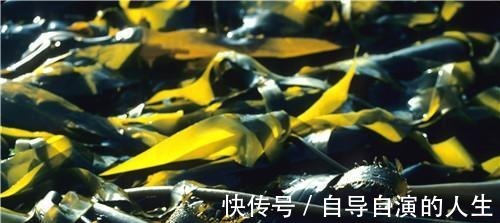海带丝|海带不能和什么一起吃 海带与它同吃会致命