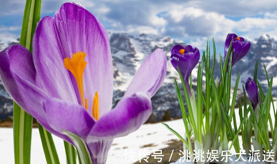 此花娇柔优雅,芳香四溢,是著名的珍贵中药材,代表着青春和祝福