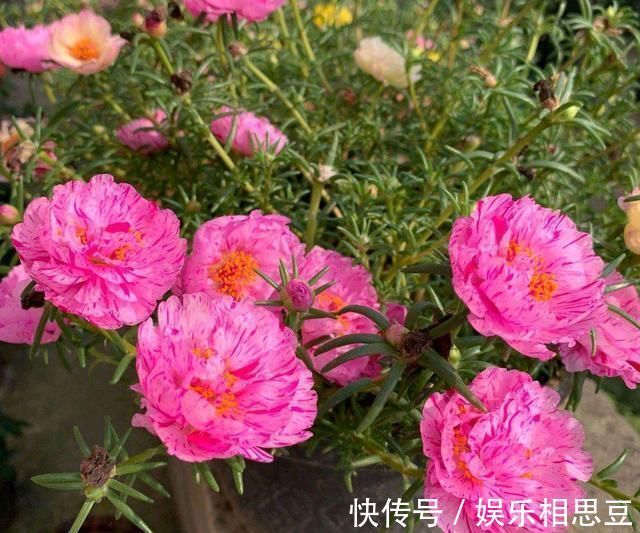 5种花开完后,剪下的枝条不要扔,活性高适合扦插,一插一大盆