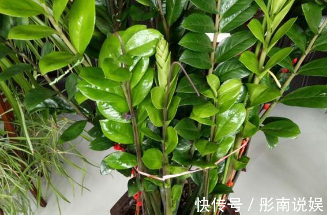 金钱树养不好掌握“2点”,叶片绿得滴油,盆里全是“大土豆”