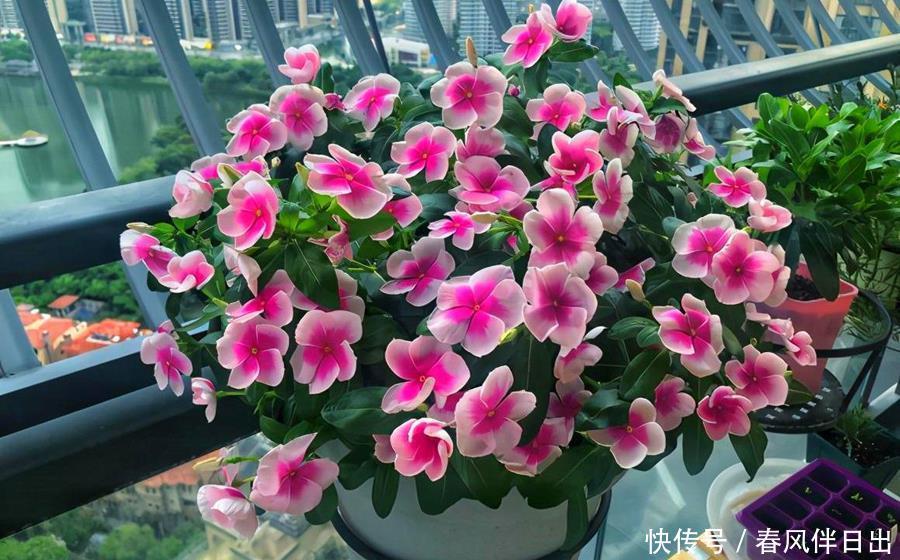 植物|养花别舍不得修剪,这4种植物,剪一剪长得更旺