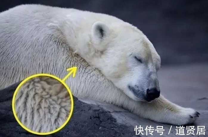 爱丽丝|世界上10个“无敌奇葩”的冷知识,个个让你怀疑人生